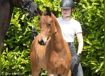 Trakehner, Mare, , Brown