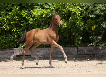 Trakehner, Mare, , Brown