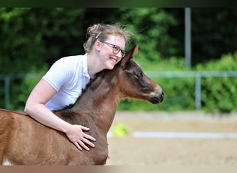 Trakehner, Mare, Foal (05/2026), Brown