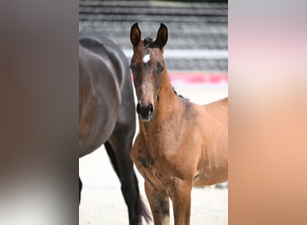 Trakehner, Mare, Foal (05/2026), Brown