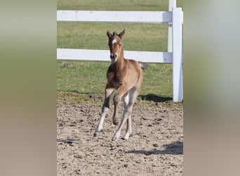 Trakehner, Mare, Foal (03/2026), Brown
