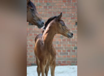 Trakehner, Mare, Foal (06/2026), Brown