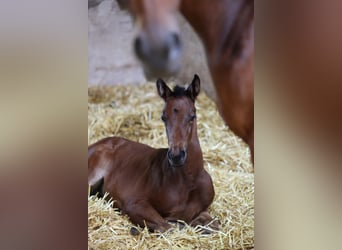 Trakehner, Mare, Foal (06/2026), Brown