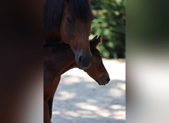 Trakehner, Mare, Foal (06/2026), Brown