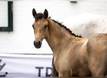 Trakehner, Mare, Foal (04/2025), Brown-Light