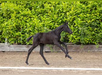 Trakehner, Mare, Foal (04/2026), Can be white