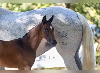 Trakehner, Mare, Foal (06/2026), Can be white