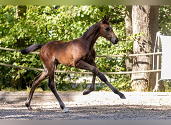 Trakehner, Mare, Foal (06/2026), Can be white