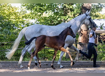 Trakehner, Mare, Foal (06/2026), Can be white