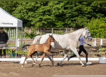 Trakehner, Mare, Foal (04/2026), Can be white