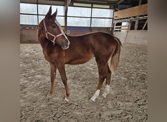 Trakehner, Stute, Fohlen (03/2024), Fuchs