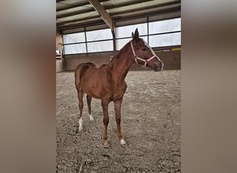 Trakehner, Stute, Fohlen (03/2024), Fuchs