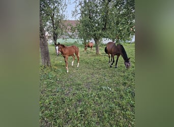 Trakehner, Mare, Foal (03/2024), Chestnut-Red