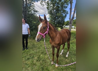 Trakehner, Mare, Foal (03/2024), Chestnut-Red