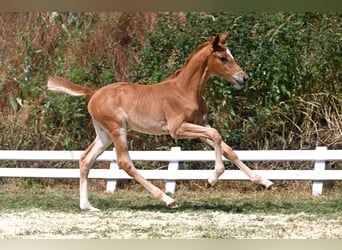 Trakehner, Mare, Foal (05/2026), Chestnut-Red