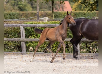 Trakehner, Mare, Foal (05/2024)