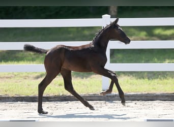 Trakehner, Mare, Foal (05/2026), Grey