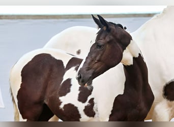 Trakehner, Mare, Foal (02/2025), Pinto