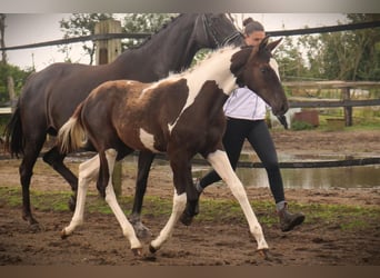 Trakehner, Mare, Foal (03/2024), Pinto