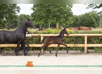 Trakehner, Mare, Foal (04/2026), Smoky-Black