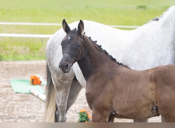 Trakehner, Mare, Foal (04/2025), Smoky-Black