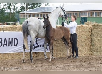 Trakehner, Mare, Foal (04/2025), Smoky-Black