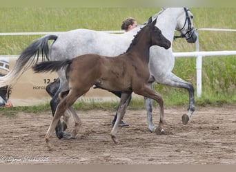 Trakehner, Mare, Foal (04/2025), Smoky-Black