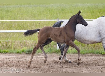 Trakehner, Mare, Foal (04/2025), Smoky-Black