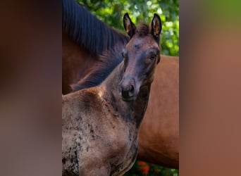 Trakehner, Mare, Foal (05/2025), Smoky-Black