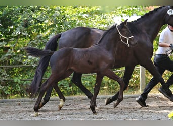 Trakehner, Mare, Foal (06/2025), Smoky-Black