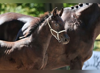 Trakehner, Mare, Foal (06/2025), Smoky-Black