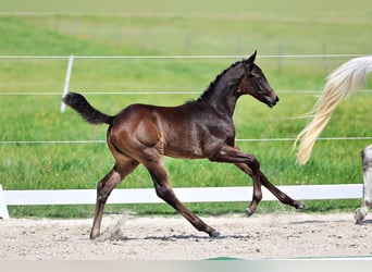 Trakehner, Mare, Foal (04/2026), Smoky-Black