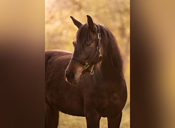 Trakehner Mix, Merrie, 10 Jaar, 156 cm, Bruin