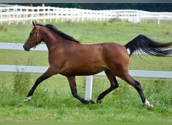 Trakehner, Merrie, 10 Jaar, 163 cm, Bruin