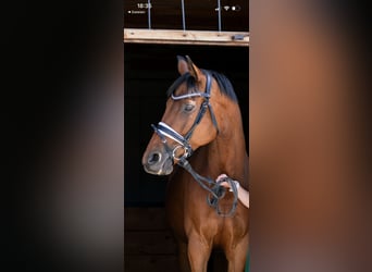 Trakehner, Merrie, 10 Jaar, 164 cm, Bruin