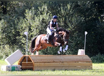 Trakehner, Merrie, 10 Jaar, 164 cm, Bruin
