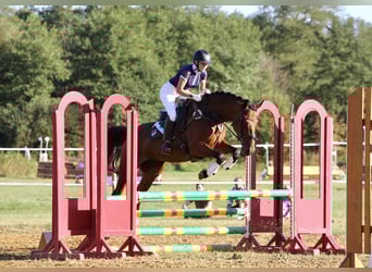 Trakehner, Merrie, 10 Jaar, 164 cm, Bruin