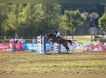 Trakehner, Merrie, 10 Jaar, 164 cm, Bruin