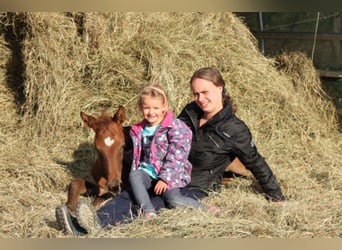 Trakehner, Merrie, 10 Jaar, 166 cm, Vliegenschimmel