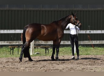 Trakehner, Merrie, 10 Jaar, 167 cm, Donkerbruin
