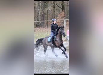 Trakehner, Merrie, 10 Jaar, 167 cm, Zwart