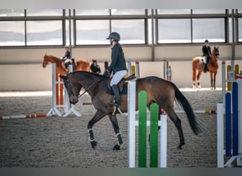 Trakehner, Merrie, 10 Jaar, 168 cm, Donkerbruin