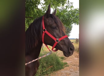 Trakehner, Merrie, 10 Jaar, 169 cm, Zwart