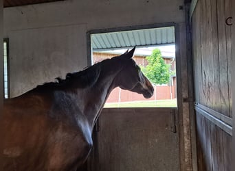 Trakehner, Merrie, 10 Jaar, 172 cm