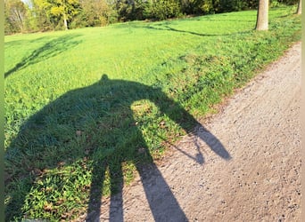 Trakehner, Merrie, 10 Jaar, 172 cm