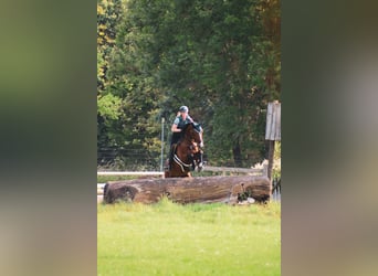 Trakehner, Merrie, 10 Jaar, 180 cm, Bruin