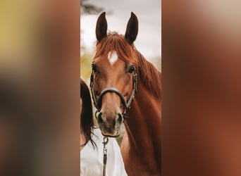 Trakehner, Merrie, 11 Jaar, 164 cm, Vos