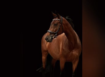 Trakehner, Merrie, 11 Jaar, 165 cm, Bruin