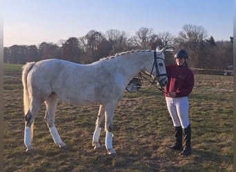 Trakehner, Merrie, 11 Jaar, 165 cm, Schimmel