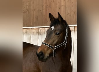 Trakehner, Merrie, 11 Jaar, 166 cm, Bruin